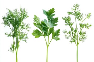 A variety of plants arranged on a white surface, ideal for use in botanical or decorative contexts