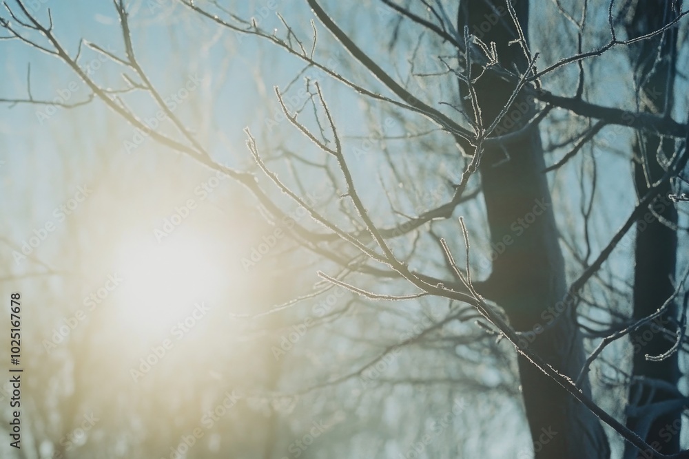 Poster a sunny day with tree branches illuminated by sunlight