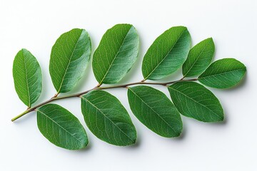 A delicate acacia leaf with multiple small leaflets arranged along a stem, isolated on white background 