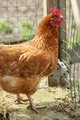 Brown Hen Standing Near Wire Fence in Enclosure. Farming.