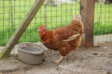 Brown Chicken Near Water Bowl in Enclosure. Farming.