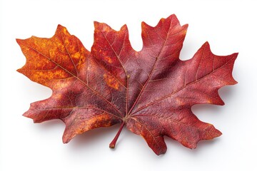 Obraz premium A realistic red oak leaf with pointed lobes and deep red color, isolated on white background 
