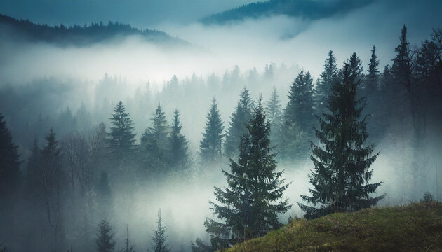 Misty forest landscape during early morning light in a mountainous region with dense evergreen trees surrounded by fog