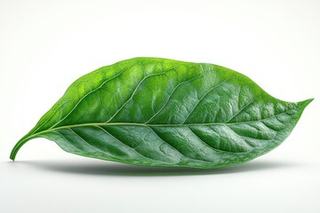 Obraz premium A realistic sorrel leaf with smooth surface and elongated shape, isolated on white background 