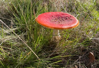 Mushrooms in the forest? It is autumn !