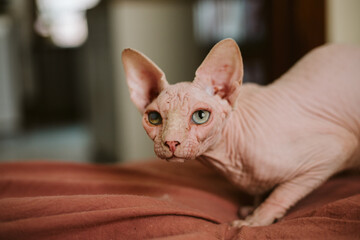 Portrait of a Sphynx cat