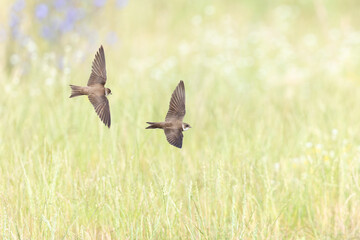 Two sand martin (Riparia riparia) in flight.