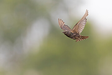 common starling (Sturnus vulgaris) in flight.