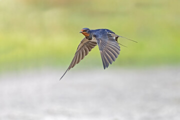 barn swallow (Hirundo rustica) in flight.