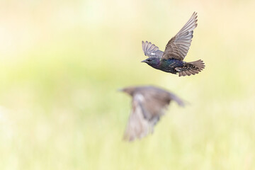 Fototapeta premium common starling (Sturnus vulgaris) in flight.