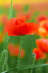 Fototapeta premium Mohnblumen