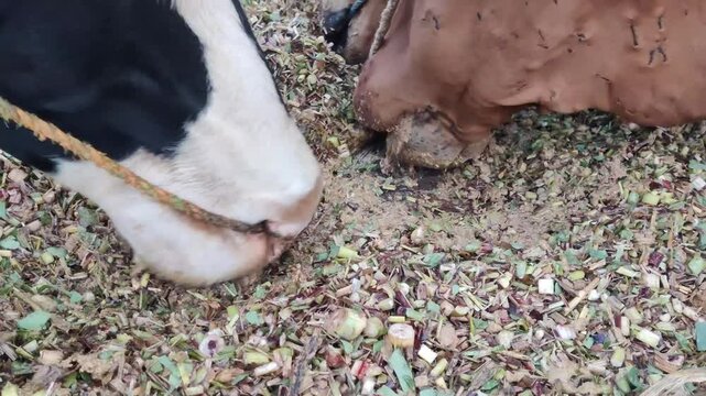 Brown Cow Grazing on Fresh Green Fodder in Rural Farm Field