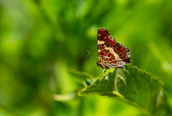 map butterfly feeding on flower, European Map, Araschnia levana