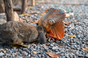 Unlikely friendship between a rabbit and iguana sharing a moment on gravel in a serene outdoor setting