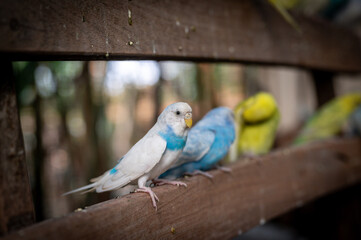 Colorful budgerigars perched on a wooden railing in a serene aviary setting during daylight hours