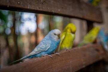 Colorful budgerigars perched on a wooden fence in a vibrant natural setting during daytime
