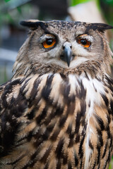 Magnificent close-up of a majestic owl perched in a lush forest during daylight hours