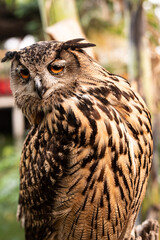 Majestic owl perched on a branch at a tropical sanctuary during daylight hours, showcasing its striking plumage and intense gaze