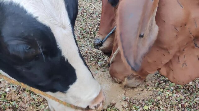 Brown Cow Grazing on Fresh Green Fodder in Rural Farm Field
