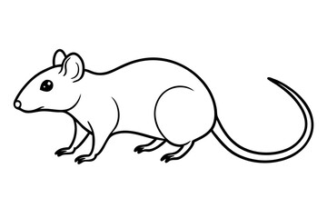 squirrel on a white background