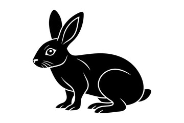 white rabbit isolated on white