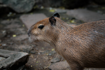 Capybara exploring a natural habitat with rocky terrain in a serene setting during late afternoon light