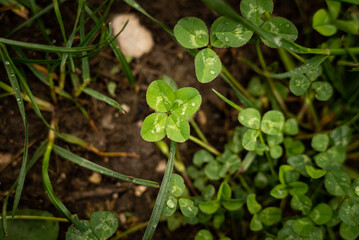 Four-leave clover with droplets of water