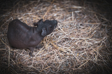 A curious black guinea pig exploring a bed of straw in a cozy indoor setting during late afternoon hours