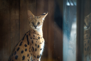 A serval gazes thoughtfully from its enclosure during a sunny afternoon at a wildlife sanctuary