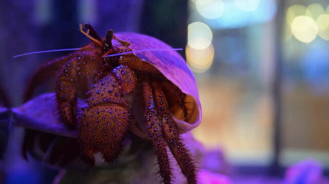 A close-up look at a hermit crab exploring its shell habitat in a vibrant aquarium