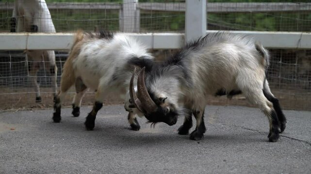Two goats engage in playful headbutting at a local farm during the afternoon with lively surroundings