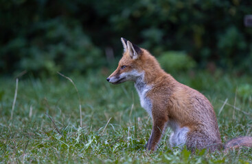 red fox vulpes, A fox waiting for its prey