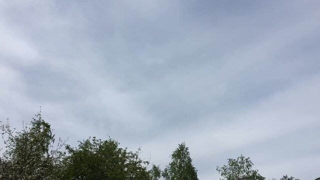 Clouds above the trees. Overcast white opaque clouds quickly float across the blue sky above the tall trees. They almost completely cover the sky and keep their shape as they go.