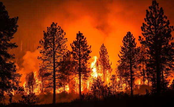 A dense forest engulfed in flames at night, with tall trees silhouetted against the intense orange and red glow of a wildfire.