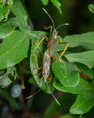 Two Mburucuya bugs mating (holhymenia histrio) on a Mburucuya plant (Passiflora caerulea).