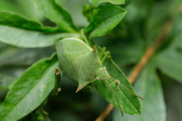 Green bug (Loxa deducta) on a plant.