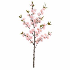 Obraz premium Delicate Cherry Blossom Branch in Full Bloom
