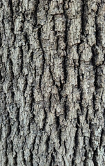 Naklejka premium Bark texture of the kurrajong (Brachychiton populneus) tree