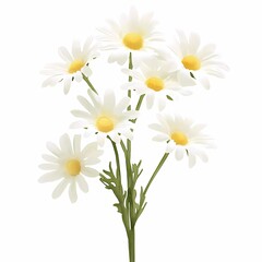 Fototapeta premium Delicate Chamomile Flowers Illustration