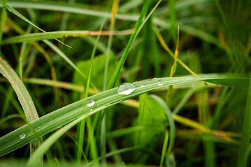 Dew drop on a blade of grass - close up