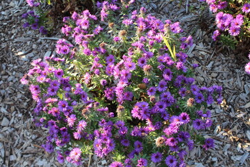 Obraz premium lavender flowers in the garden
