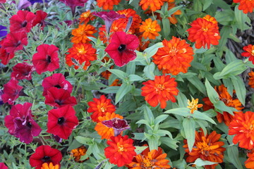 flowers in the garden