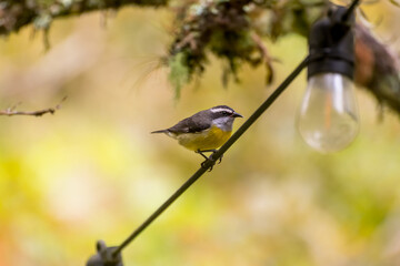 beautiful Bananaquit bird (Coereba flaveola)