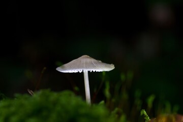 mushroom in the forest
