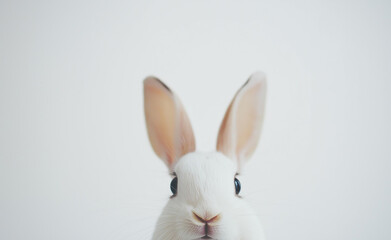 Obraz premium Front-facing portrait of a cute rabbit staring directly at the camera, isolated on a plain white background.