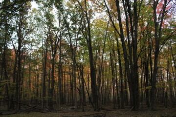 forest in the morning