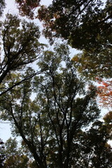 trees and sky