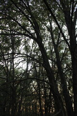 trees in the forest