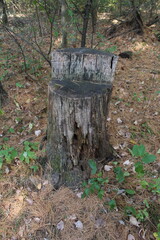 tree in the forest