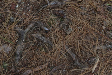 grass in the forest